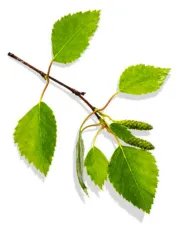 Berk (Betula Genus)