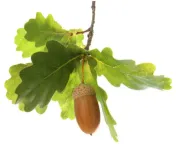Eik (Quercus robur)