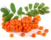 Lijsterbes (Sorbus aucuparia)