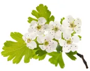 Meidoorn (Crataegus monogyna)