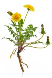 Paardebloem (Taraxacum officinale)