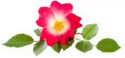 Roos (Rosa Canina)