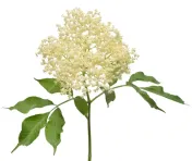 Wilg (Salix Alba/Babylonica)